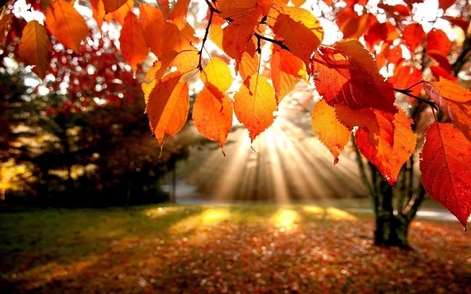 Beautiful picture of fall foliage on a sunny day.