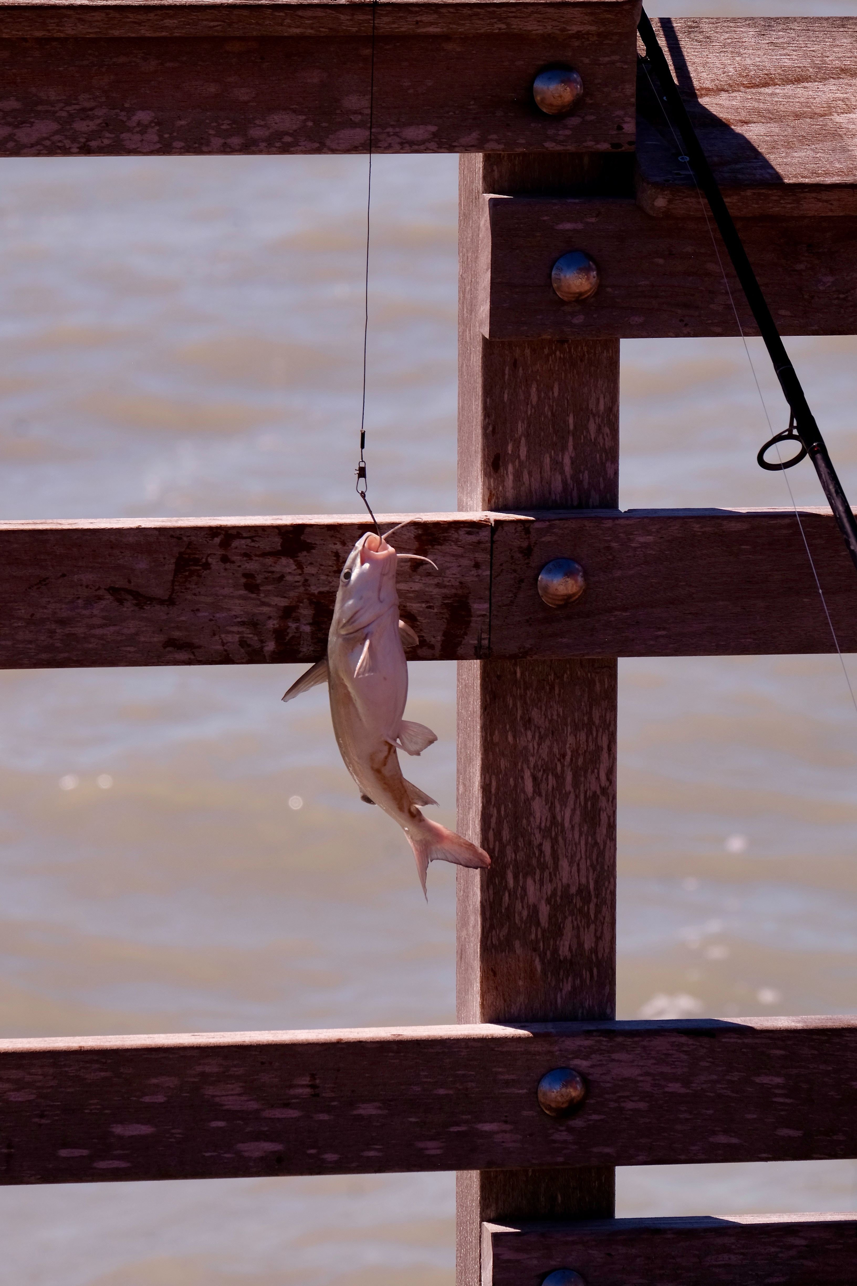 Hooked fish on fishing pole overlooking a pond