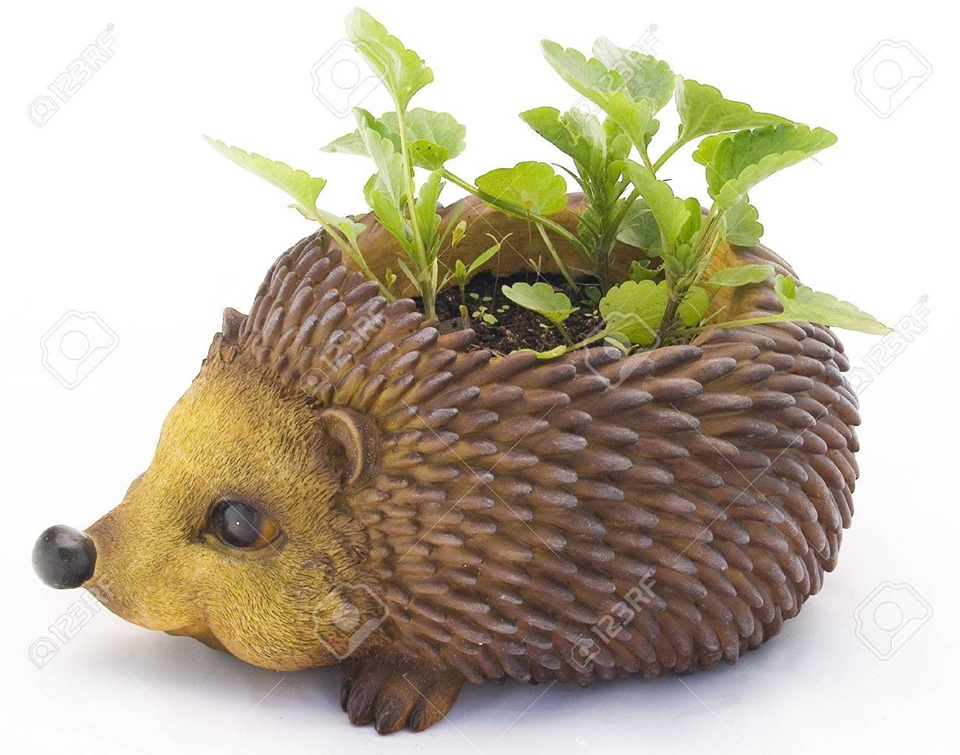 Glazed ceramic hedgehog planter with plant.